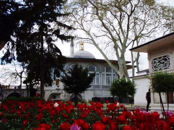 View of red flowering plants against building