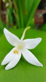 Close-up of white flower