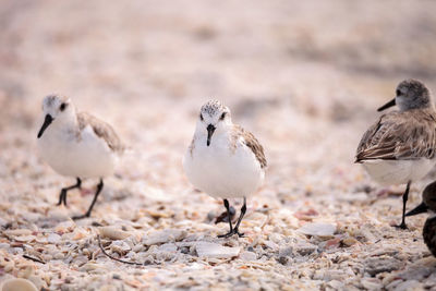 Western sandpiper shorebirds calidris mauri forage along the ocean shore for food at barefoot beach 