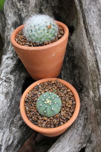 High angle view of potted plant on rock