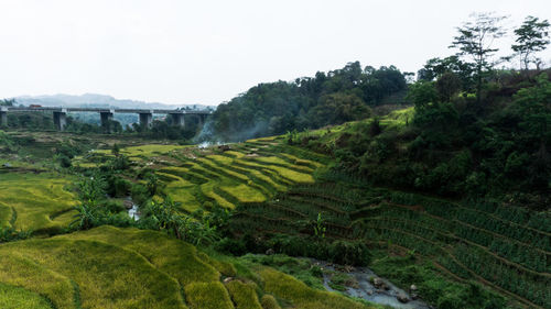 Scenic view of agricultural field against sky