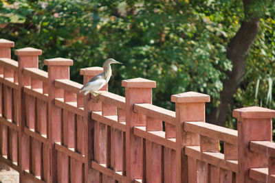 View of bird perching on wooden railing