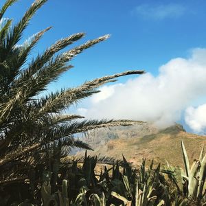 Plants growing on land against sky