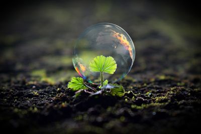 Close-up of plant growing on field