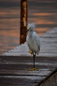 Close-up of seagull perching on wood