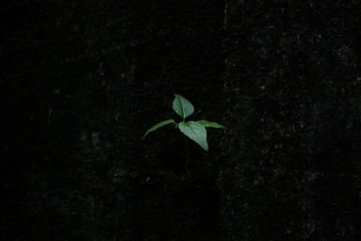 Close-up of fallen leaf on plant