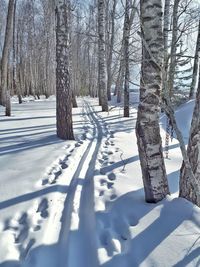 Snow covered trees in forest
