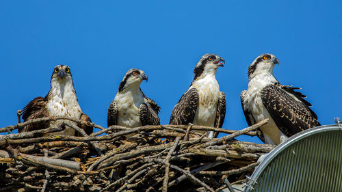 Birds perching on blue sky