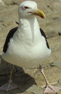 Close-up of bird perching outdoors