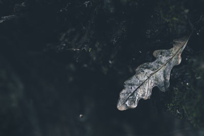 Close up of a dry leaf with a rain drop, after the rain