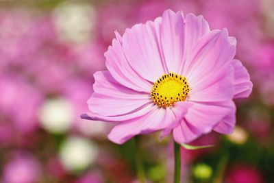 Macro shot of pink daisy flower