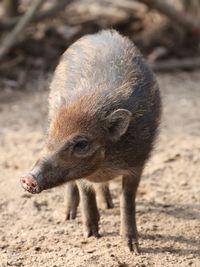 Close-up of an animal on field