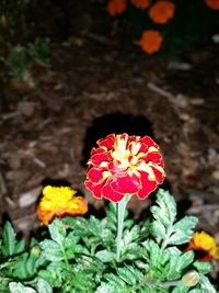 Close-up of red flowers blooming in park