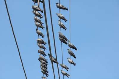 Low angle view of birds on pole against clear blue sky