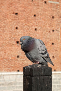 Close-up of pigeon perching on wooden post