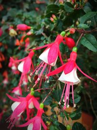 Close-up of red flowers blooming outdoors