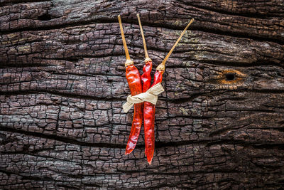 Close-up of red berries on tree trunk