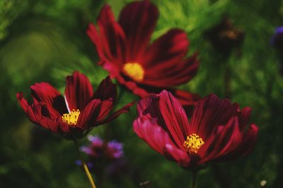 Close-up of red flowering plant