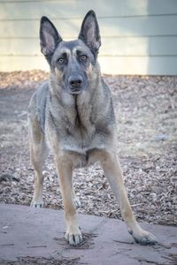 Portrait of dog standing on land