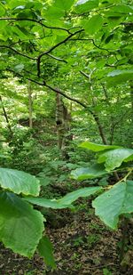 Green leaves and trees in forest