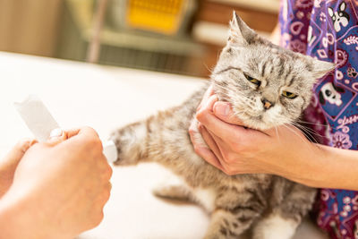 Unhappy cat in veterinary clinic. the vet doctor placing the needle iv catheter