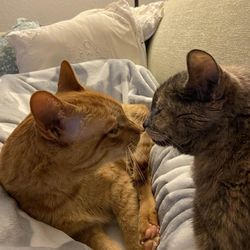 Cat relaxing on bed