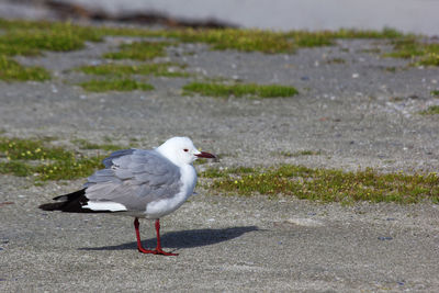 Hartlaub's gull seagull in coastal wind larus hartlaubii