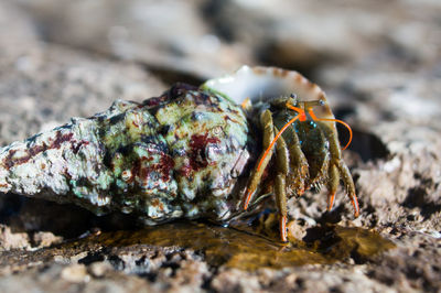 Close-up of crab on rock at beach