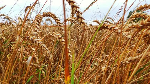 Close-up of wheat growing in field