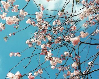 Low angle view of cherry blossoms against sky