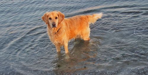 Portrait of golden retriever standing in water