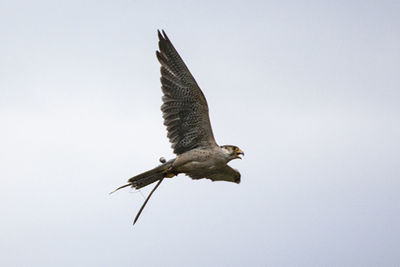 Low angle view of birds flying in sky