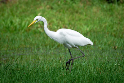 Side view of a bird walking on grass