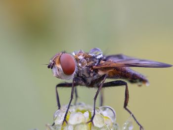 Close-up of fly