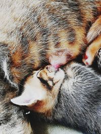 Close-up of cat sleeping