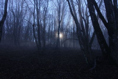 Trees in forest at night