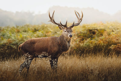 Deer standing on field