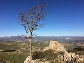 Bare tree on landscape against clear blue sky