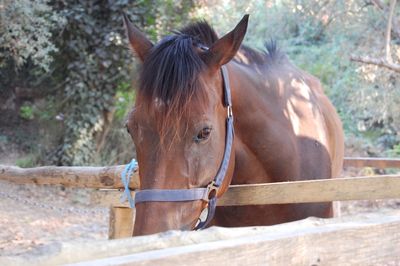 Close-up of horse standing against trees