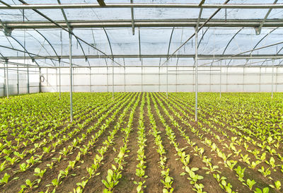 High angle view of plants