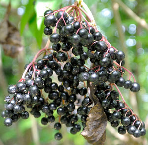Close-up of plant against blurred background