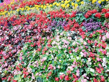 Full frame shot of red flowers