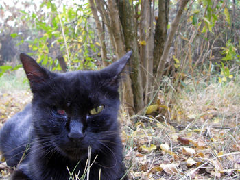 Close-up of black cat on field