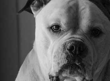Close-up portrait of dog