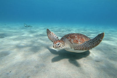 Fish swimming in sea