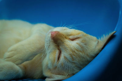 Close-up of a sleeping cat