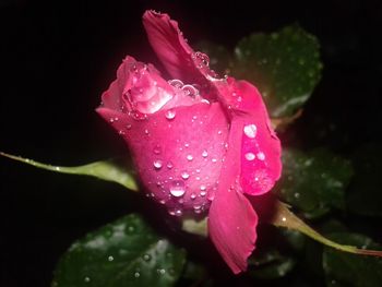 Close-up of water drops on pink flower against black background