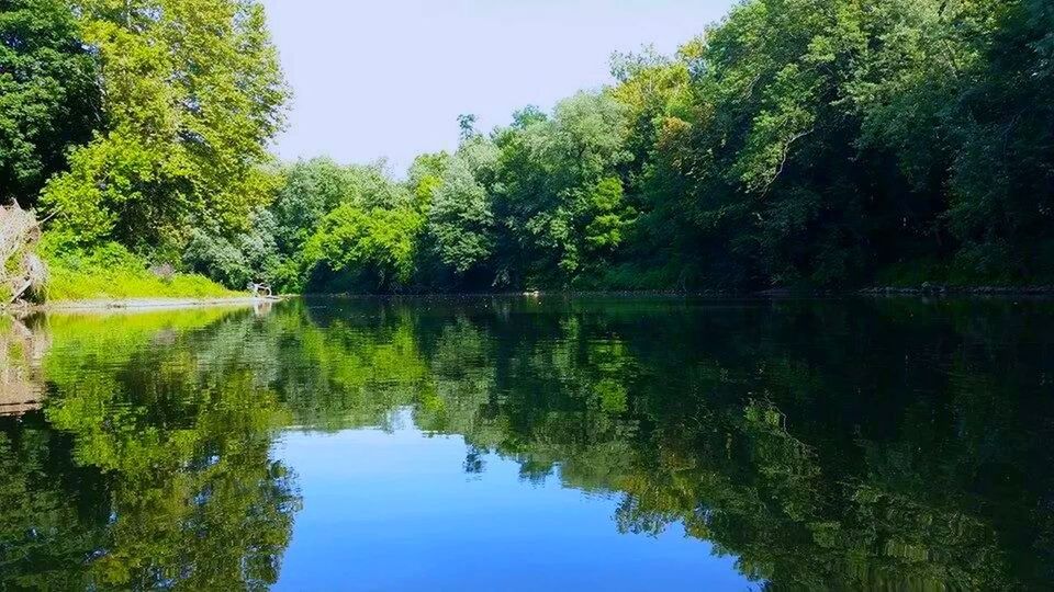 tree, reflection, water, tranquility, tranquil scene, lake, scenics, beauty in nature, nature, standing water, green color, clear sky, growth, river, calm, idyllic, sky, day, waterfront, outdoors