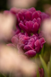 Close-up of pink rose flower