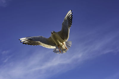 Low angle view of seagull flying